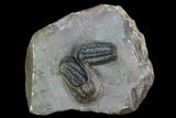 Two Austerops Trilobites With Harpid Headshield - Jorf, Morocco #127736-1